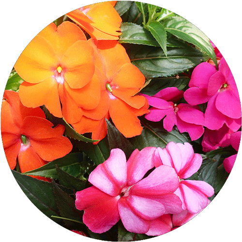 Three different colors of New Guinea Impatien blooms.